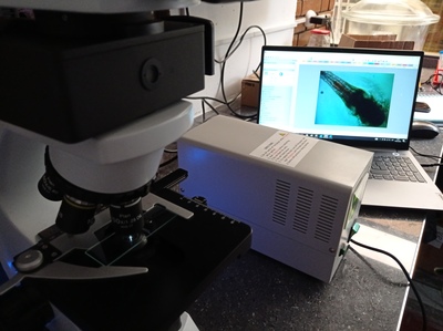 Studying the anatomical parts of artemia salina in stage I by means of a microscope. 